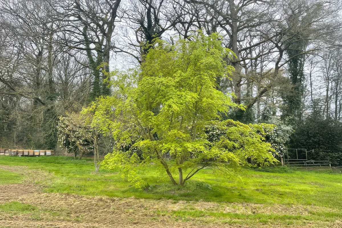 Domaine Des Rochettes Pepiniere A Nantes APGR4031