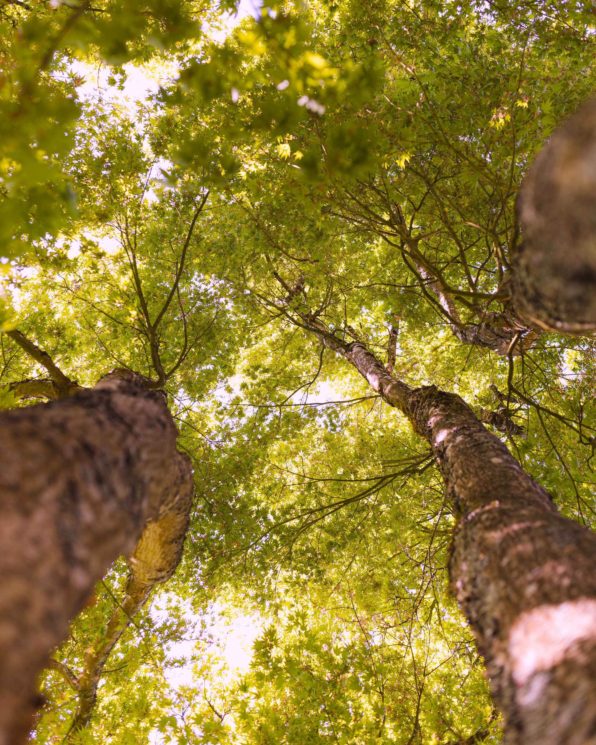 Domaine Des Rochettes Pepiniere A Nantes APGR4SPEC3