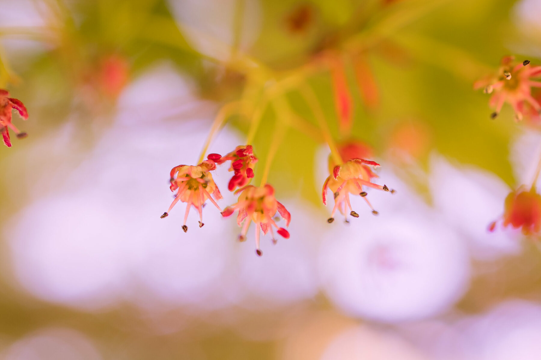 Domaine Des Rochettes Pepiniere A Nantes APGR4SPEC4