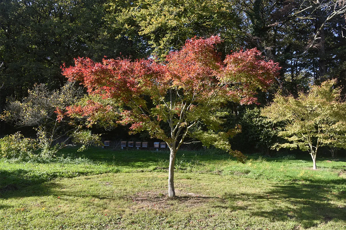 Domaine Des Rochettes Pepiniere A Nantes APGR4TIG1