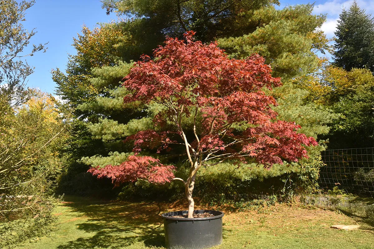 Domaine Des Rochettes Pepiniere A Nantes APHANGHATS1