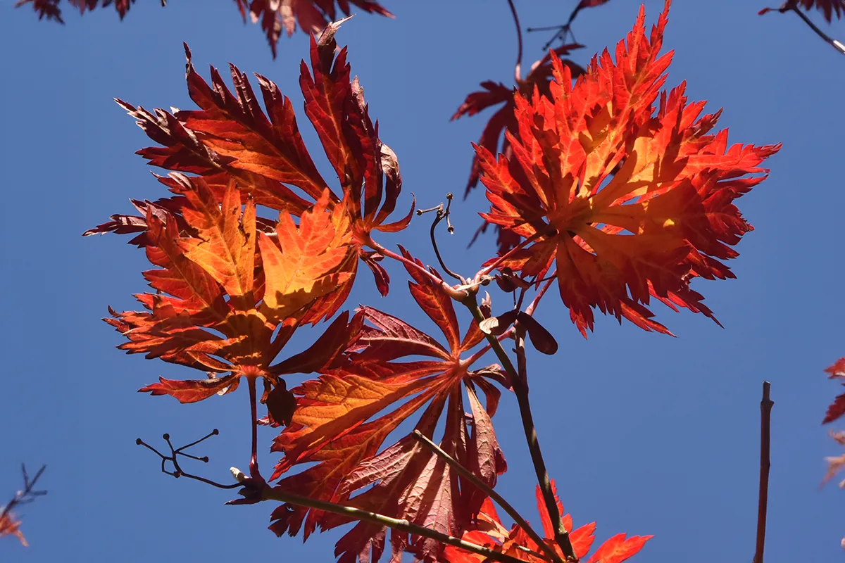 Domaine Des Rochettes Pepiniere A Nantes APNS1ACONIT2