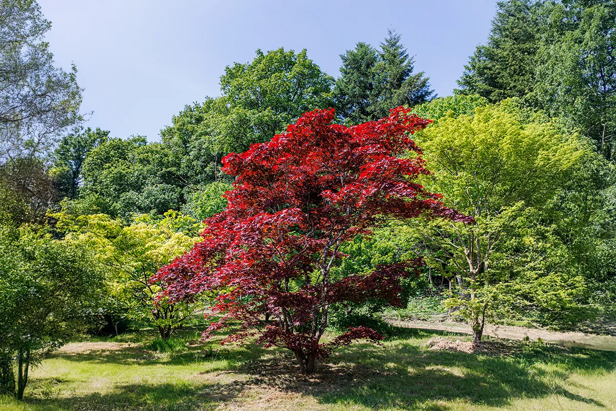 Domaine Des Rochettes Pepiniere A Nantes APNS4FIREG1