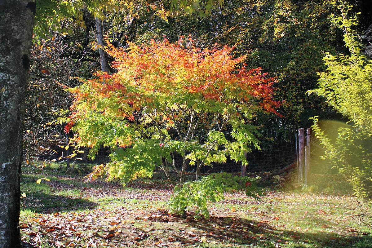 Domaine Des Rochettes Pepiniere A Nantes APNS4SHIGI1