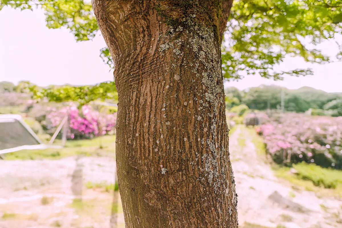 Domaine Des Rochettes Pepiniere A Nantes APSAVANE4