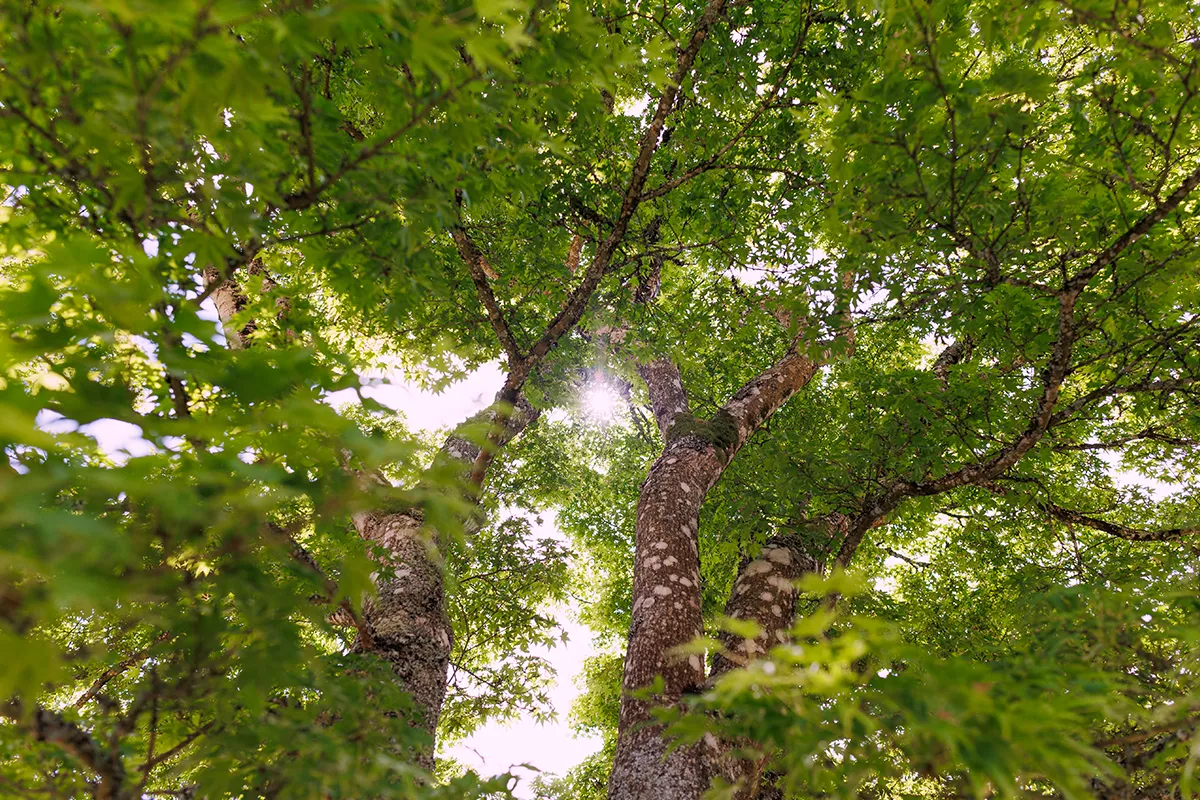 Domaine Des Rochettes Pepiniere A Nantes APSAVANE5