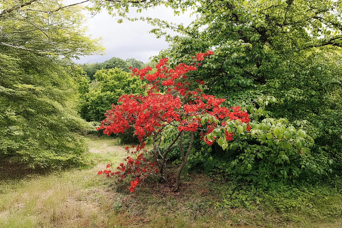 Domaine Des Rochettes Pepiniere A Nantes AZCHOTSNE21