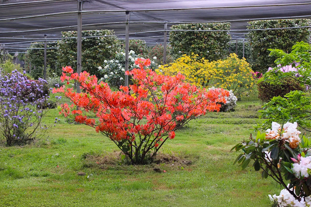 Domaine Des Rochettes Pepiniere A Nantes AZCNABUCCOGOE1