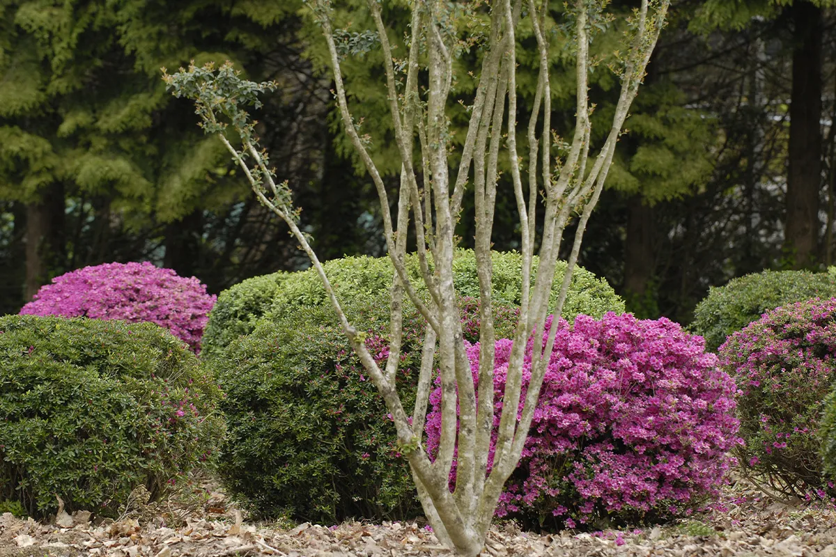 Domaine Des Rochettes Pepiniere A Nantes AZPAMO70801