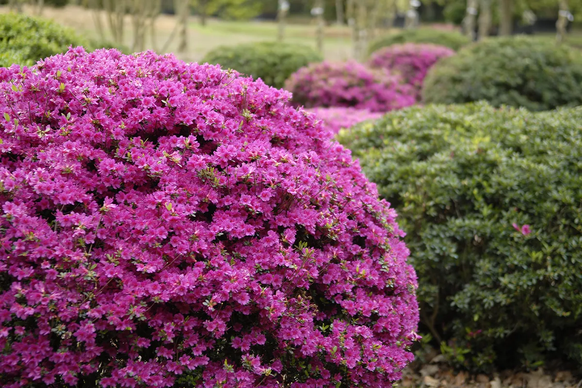 Domaine Des Rochettes Pepiniere A Nantes AZPAMO80901