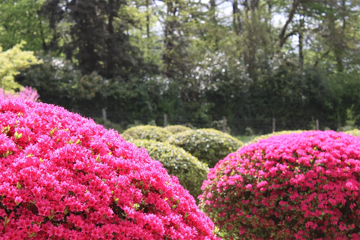 Domaine Des Rochettes Pepiniere A Nantes AZPHSOJO1601