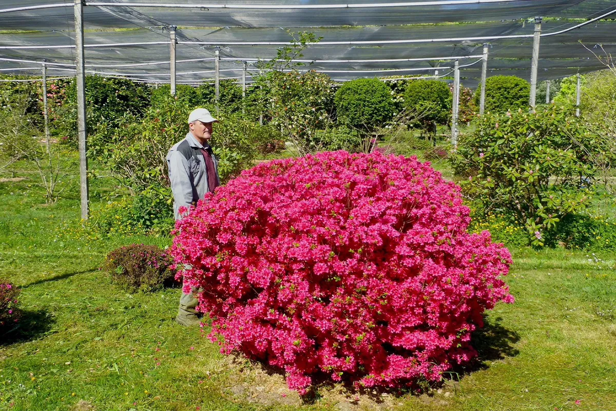 Domaine Des Rochettes Pepiniere A Nantes AZPHSOJO2002201
