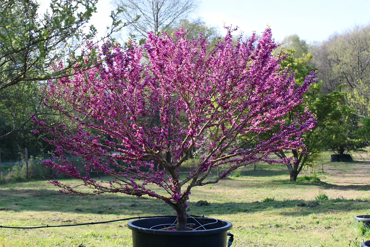 Domaine Des Rochettes Pepiniere A Nantes CERCSAVON1 1