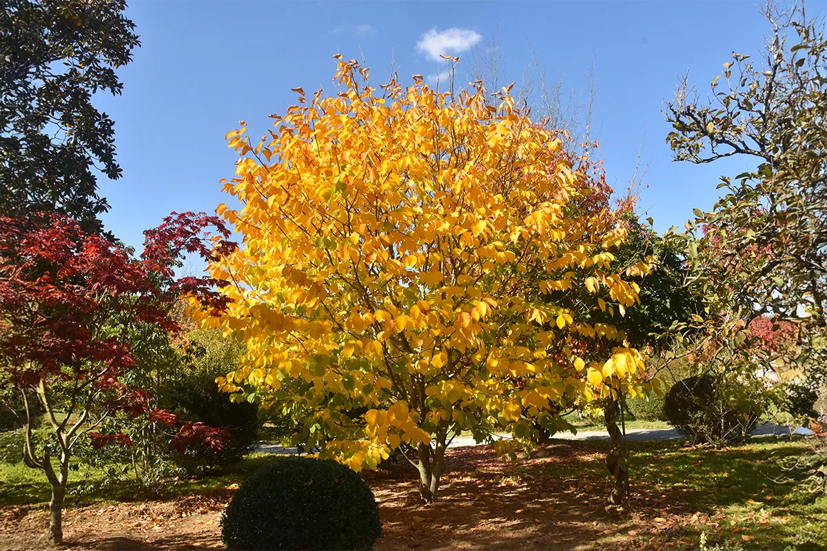 Domaine Des Rochettes Pepiniere A Nantes CLADAS1