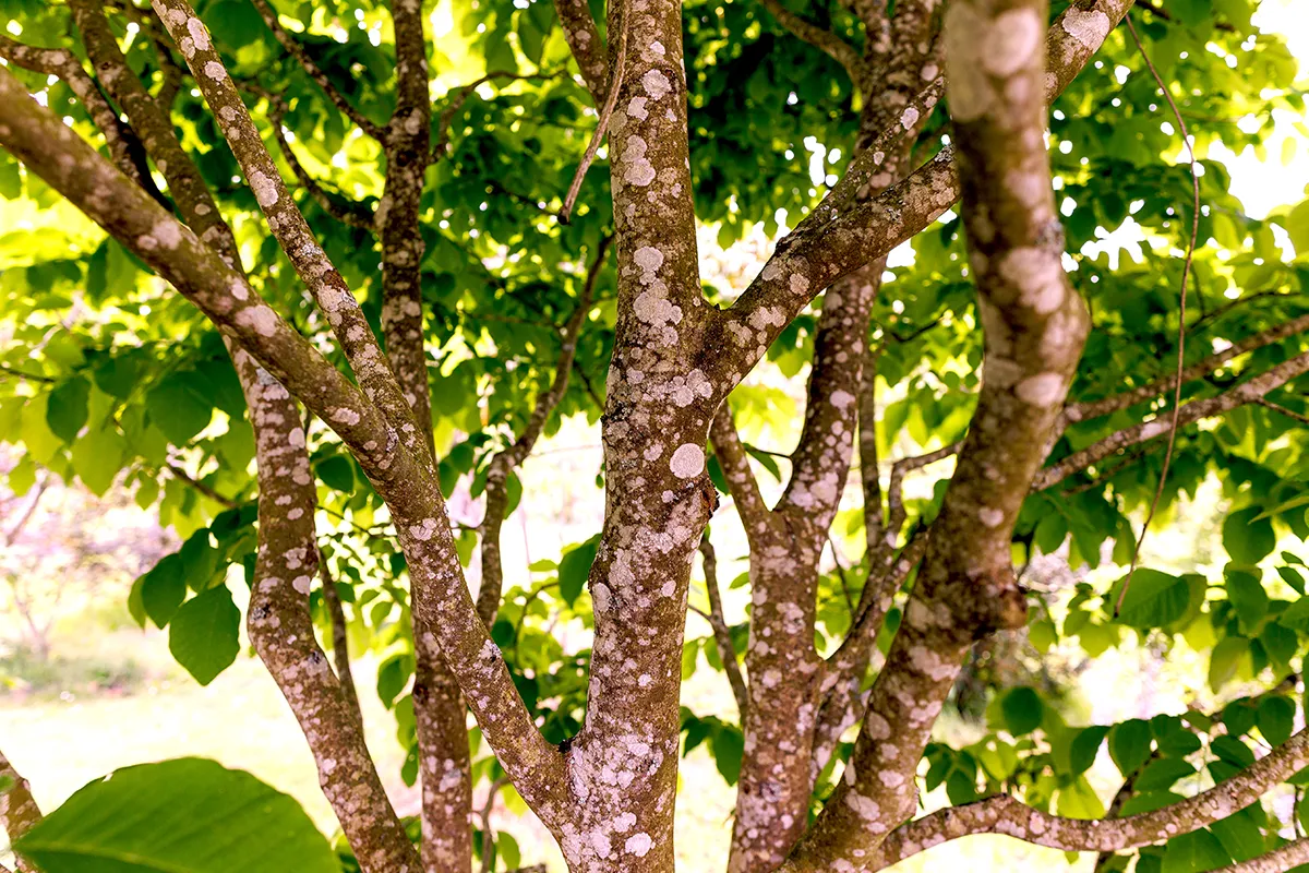 Domaine Des Rochettes Pepiniere A Nantes CLADAS3