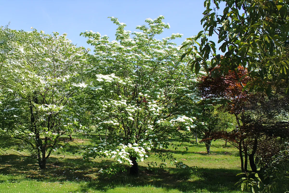 Domaine Des Rochettes Pepiniere A Nantes CORFLOCLOUD1