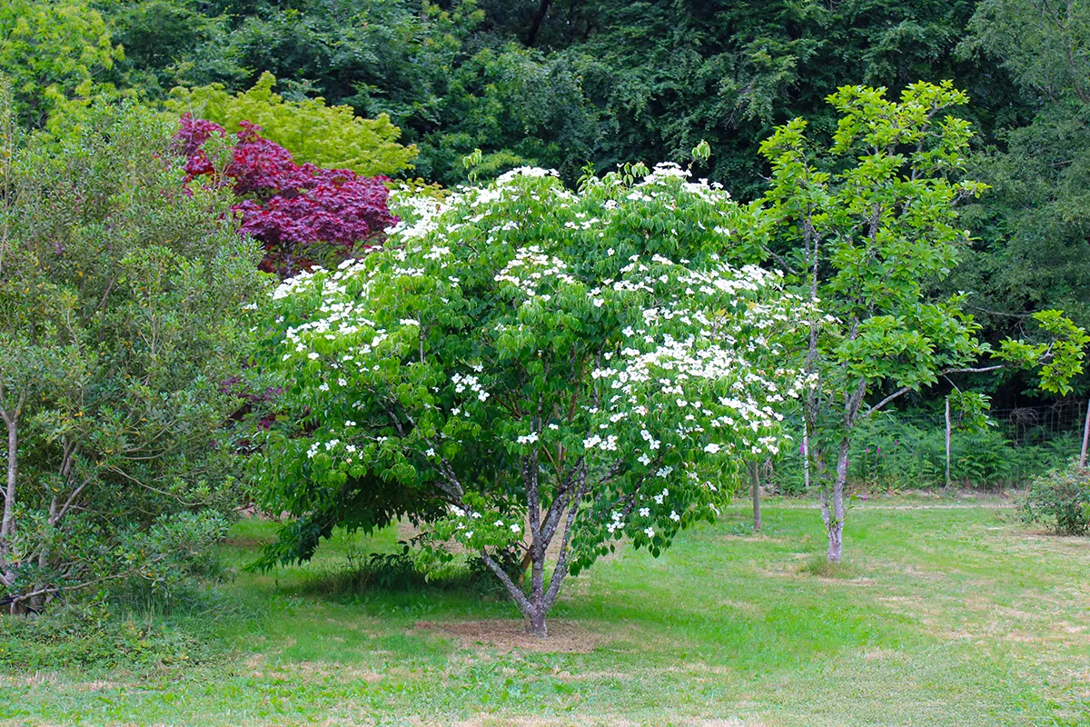Domaine Des Rochettes Pepiniere A Nantes CORKMWNS4011