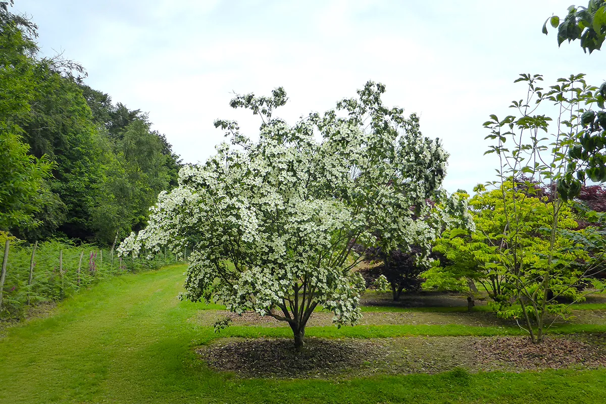 Domaine Des Rochettes Pepiniere A Nantes CORKMWNS4021
