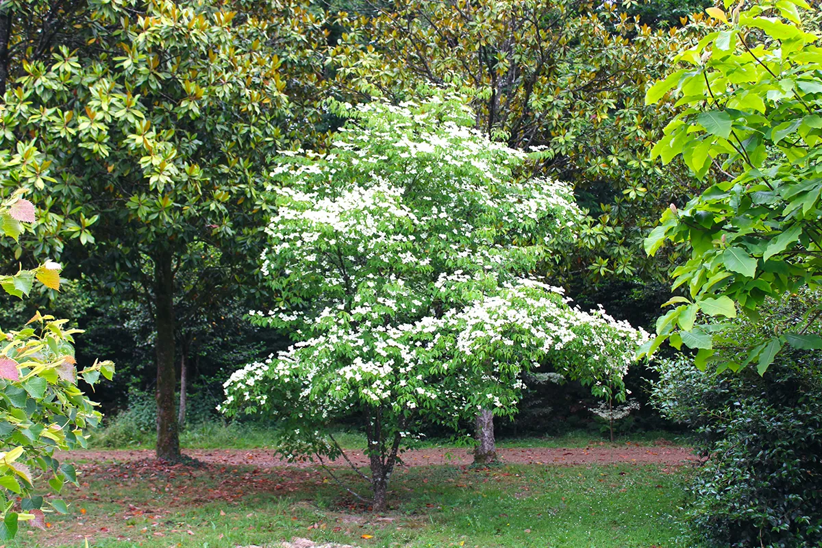 Domaine Des Rochettes Pepiniere A Nantes CORNHADDENNS11
