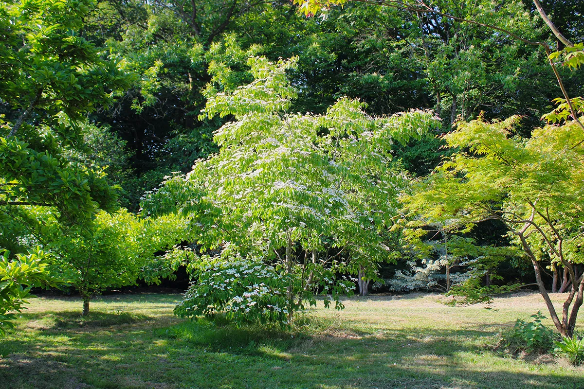 Domaine Des Rochettes Pepiniere A Nantes CORNHADDENNS31