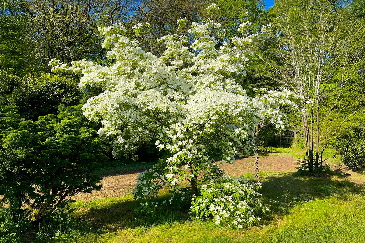 Domaine Des Rochettes Pepiniere A Nantes CORNRUTHNS51