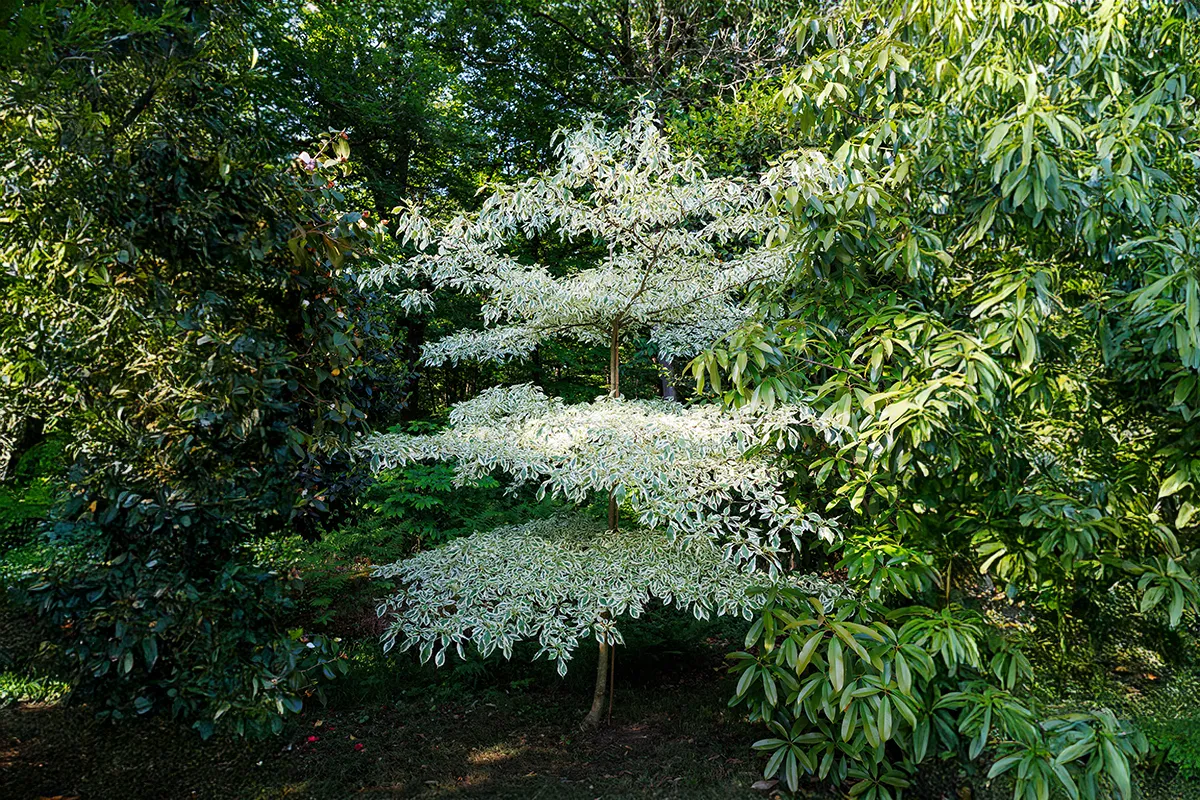 Domaine Des Rochettes Pepiniere A Nantes CORVARNS6011
