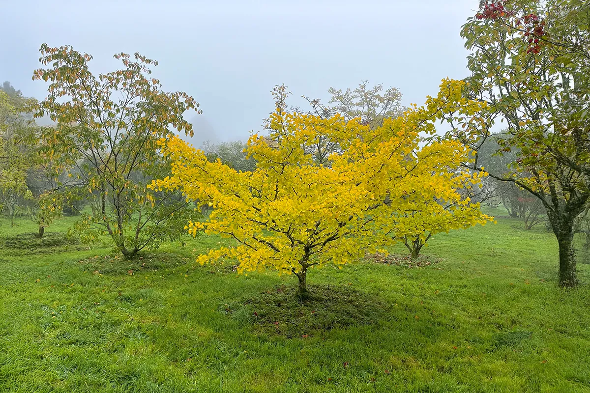 Domaine Des Rochettes Pepiniere A Nantes GINGKOH1