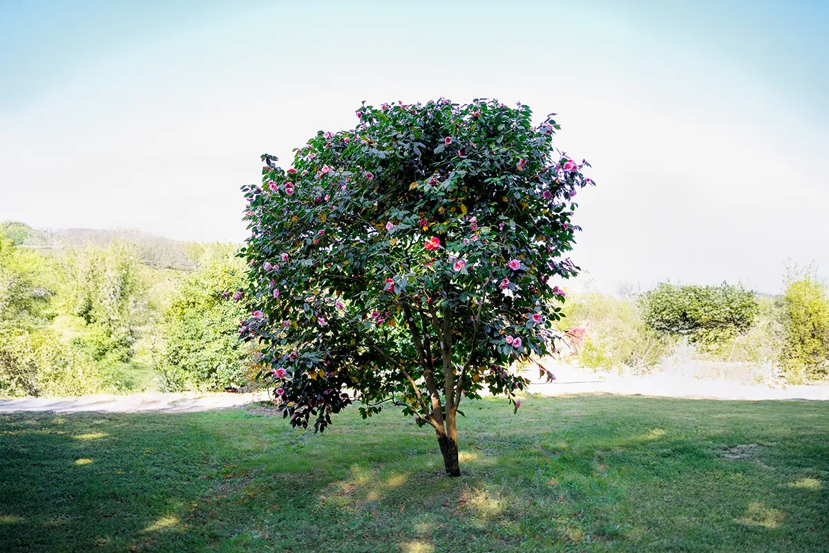 Domaine Des Rochettes Pepiniere A Nantes GOA01LP1