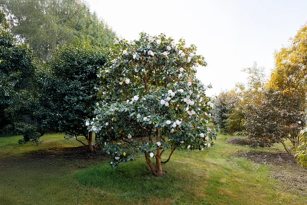 Domaine Des Rochettes Pepiniere A Nantes GOA01MCB1