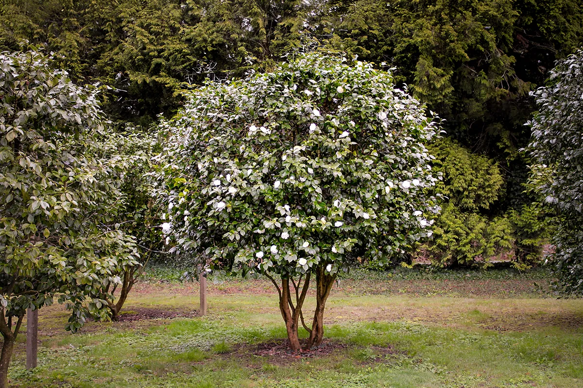 Domaine Des Rochettes Pepiniere A Nantes GOA01NOBI1