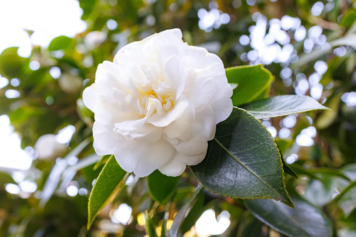 Domaine Des Rochettes Pepiniere A Nantes GOA02MCB2