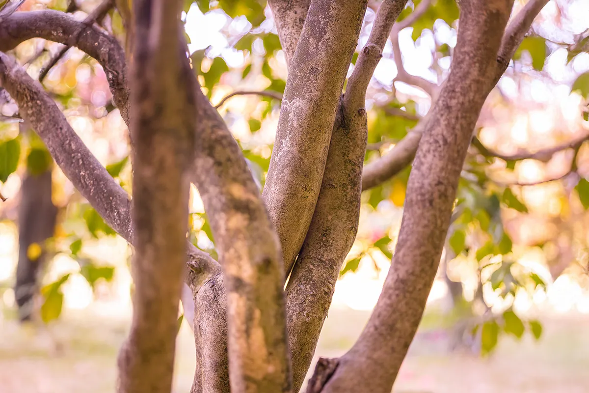 Domaine Des Rochettes Pepiniere A Nantes GOA02MCB3