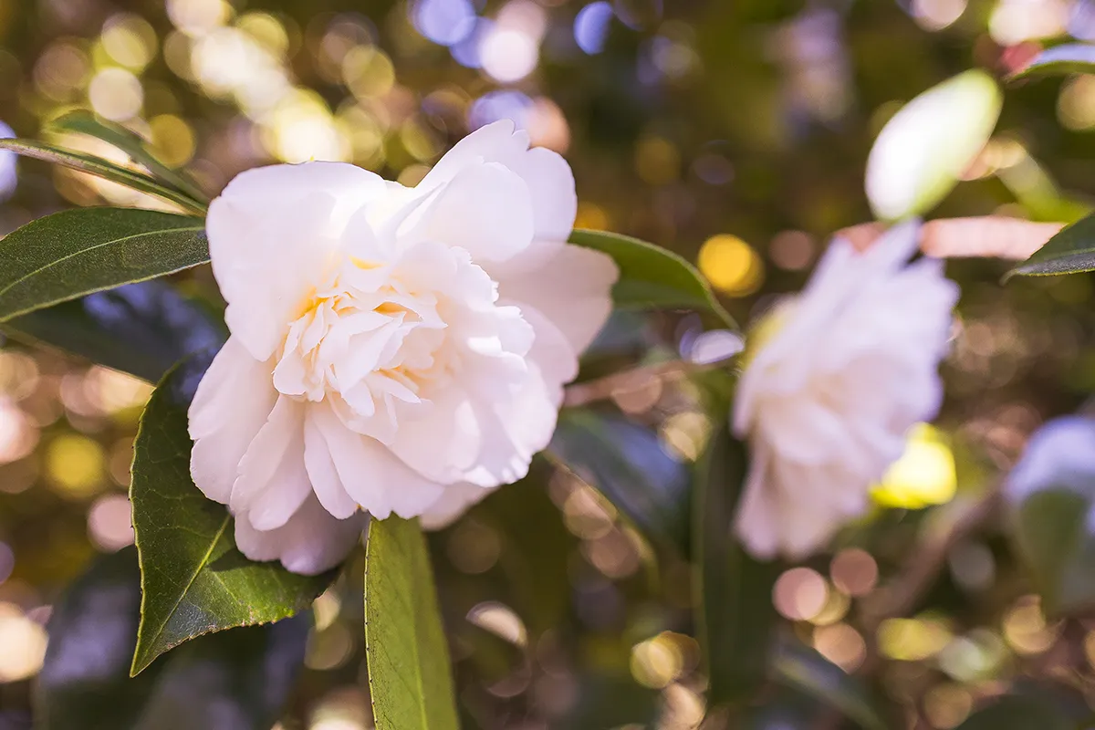 Domaine Des Rochettes Pepiniere A Nantes GOA02MCB4