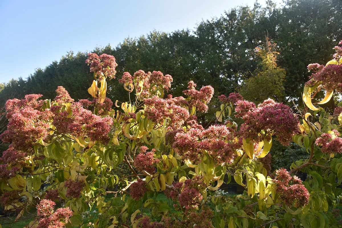 Domaine Des Rochettes Pepiniere A Nantes HEPTAGR13