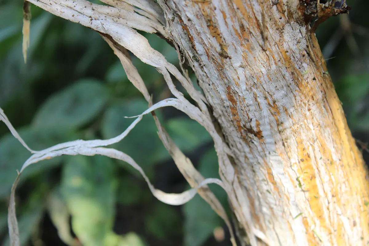 Domaine Des Rochettes Pepiniere A Nantes HEPTAGR14