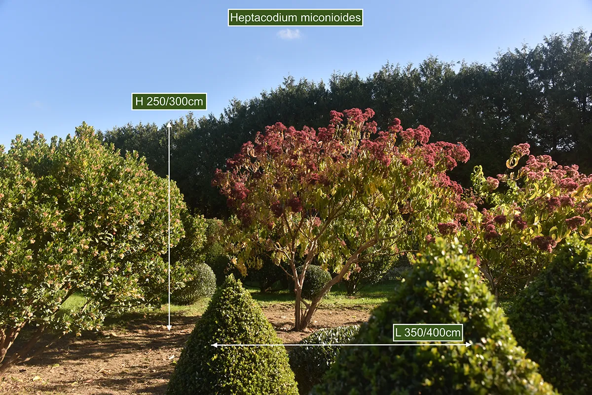 Domaine Des Rochettes Pepiniere A Nantes HEPTAGR15