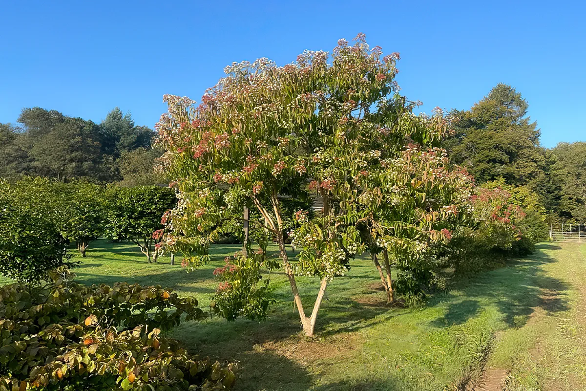 Domaine Des Rochettes Pepiniere A Nantes HEPTALH012