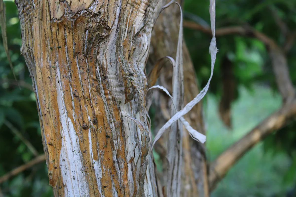 Domaine Des Rochettes Pepiniere A Nantes HEPTALH013