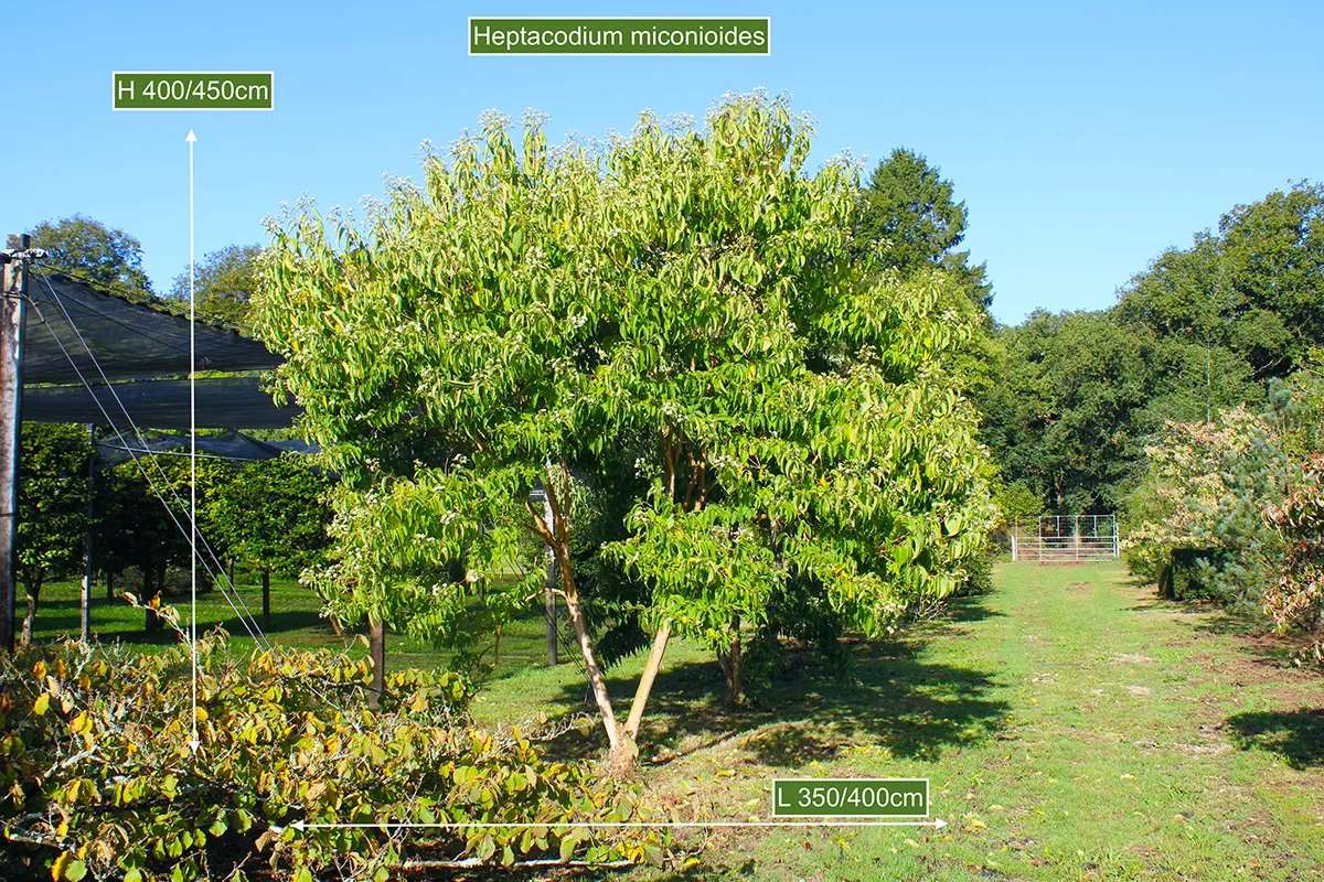 Domaine Des Rochettes Pepiniere A Nantes HEPTALH015