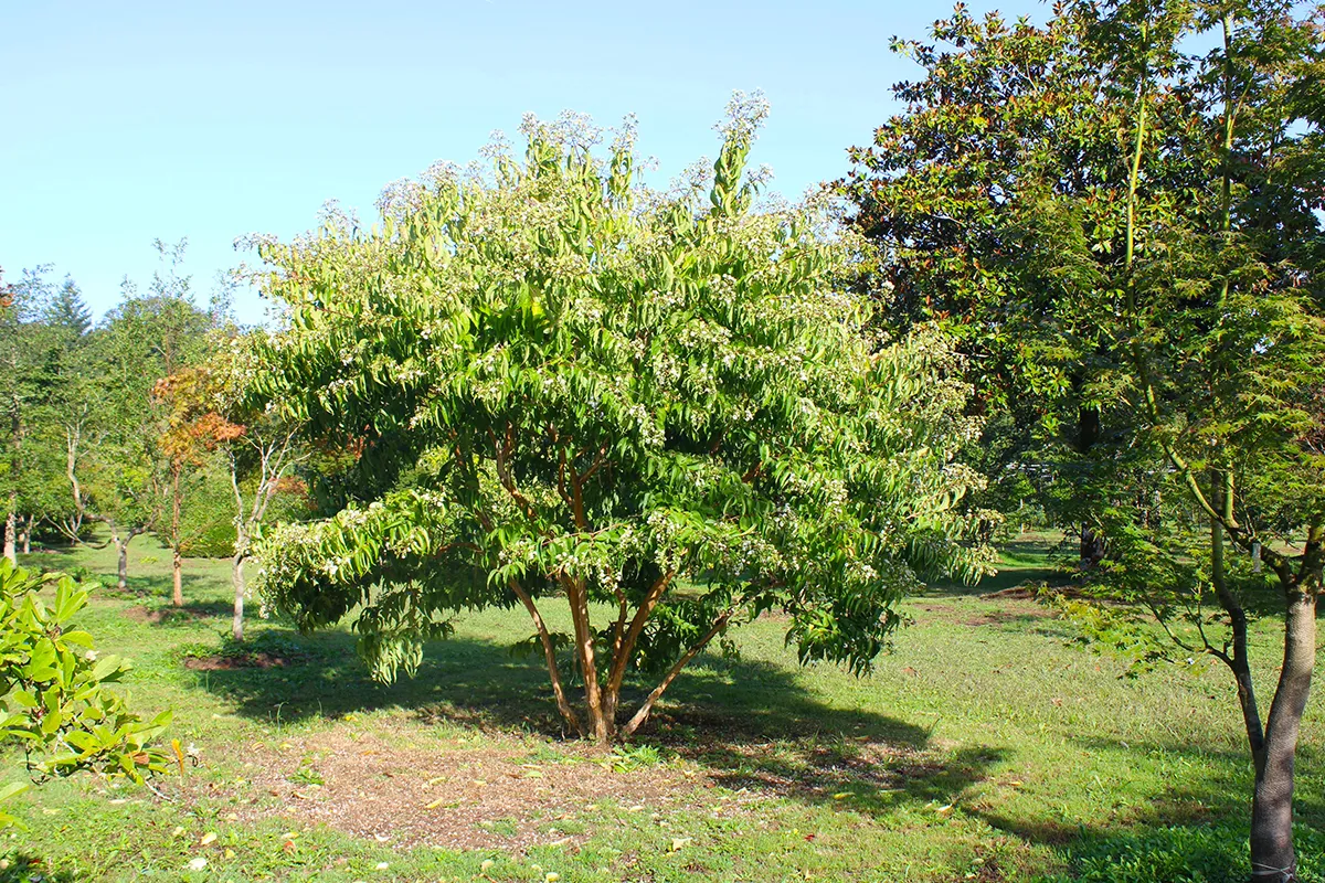 Domaine Des Rochettes Pepiniere A Nantes HEPTANS11
