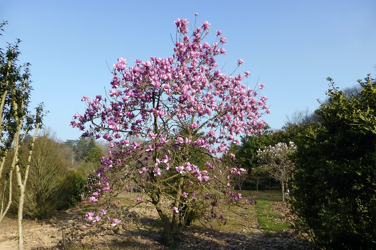 Domaine Des Rochettes Pepiniere A Nantes MAELEANOR1