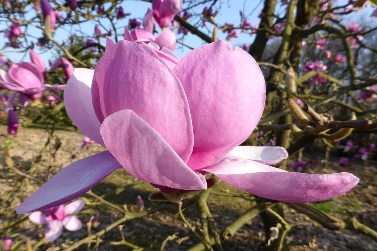 Domaine Des Rochettes Pepiniere A Nantes MAELEANOR2