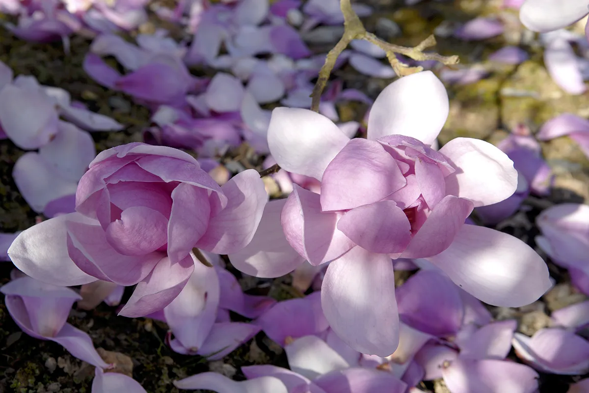 Domaine Des Rochettes Pepiniere A Nantes MAELEANOR3