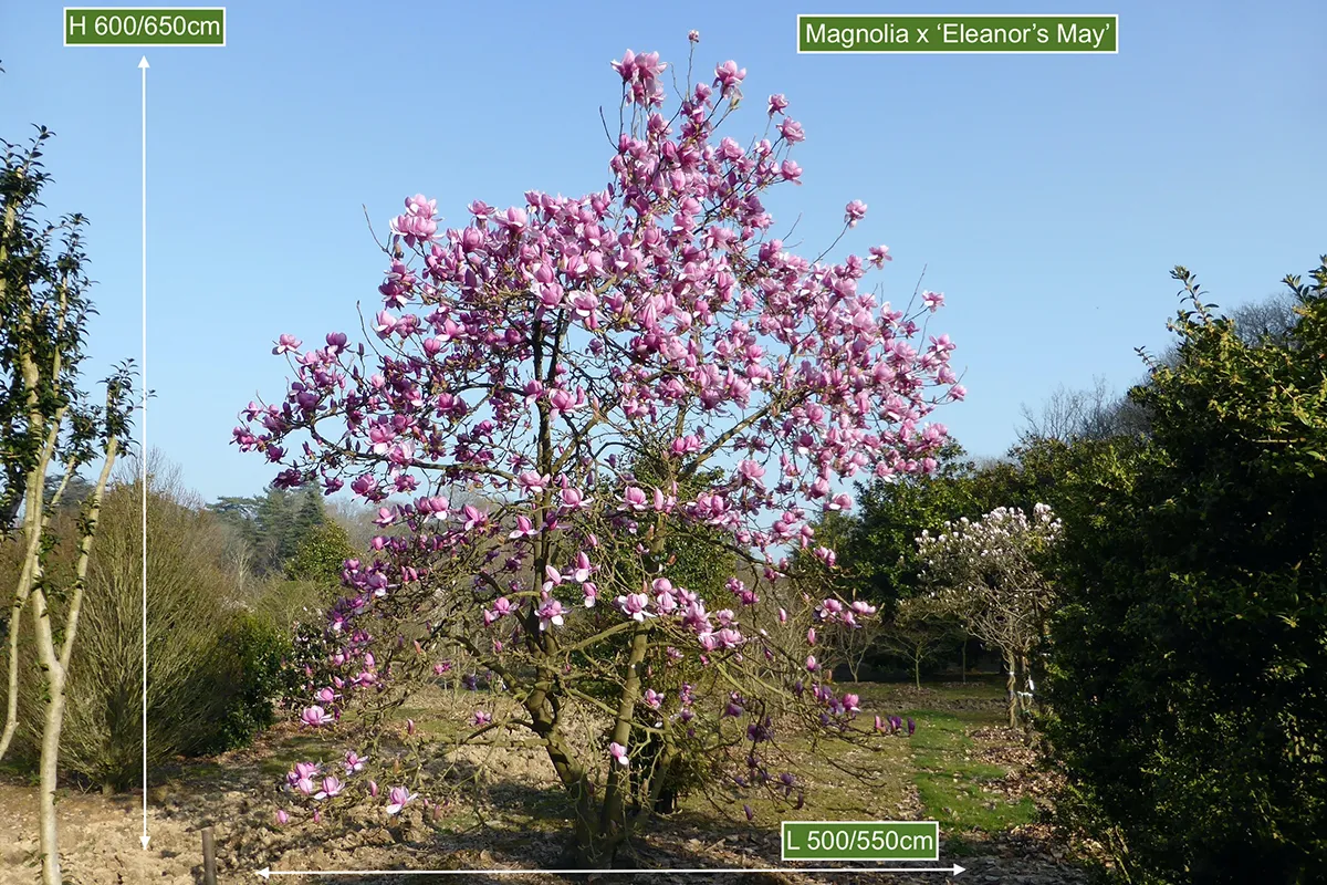 Domaine Des Rochettes Pepiniere A Nantes MAELEANOR5