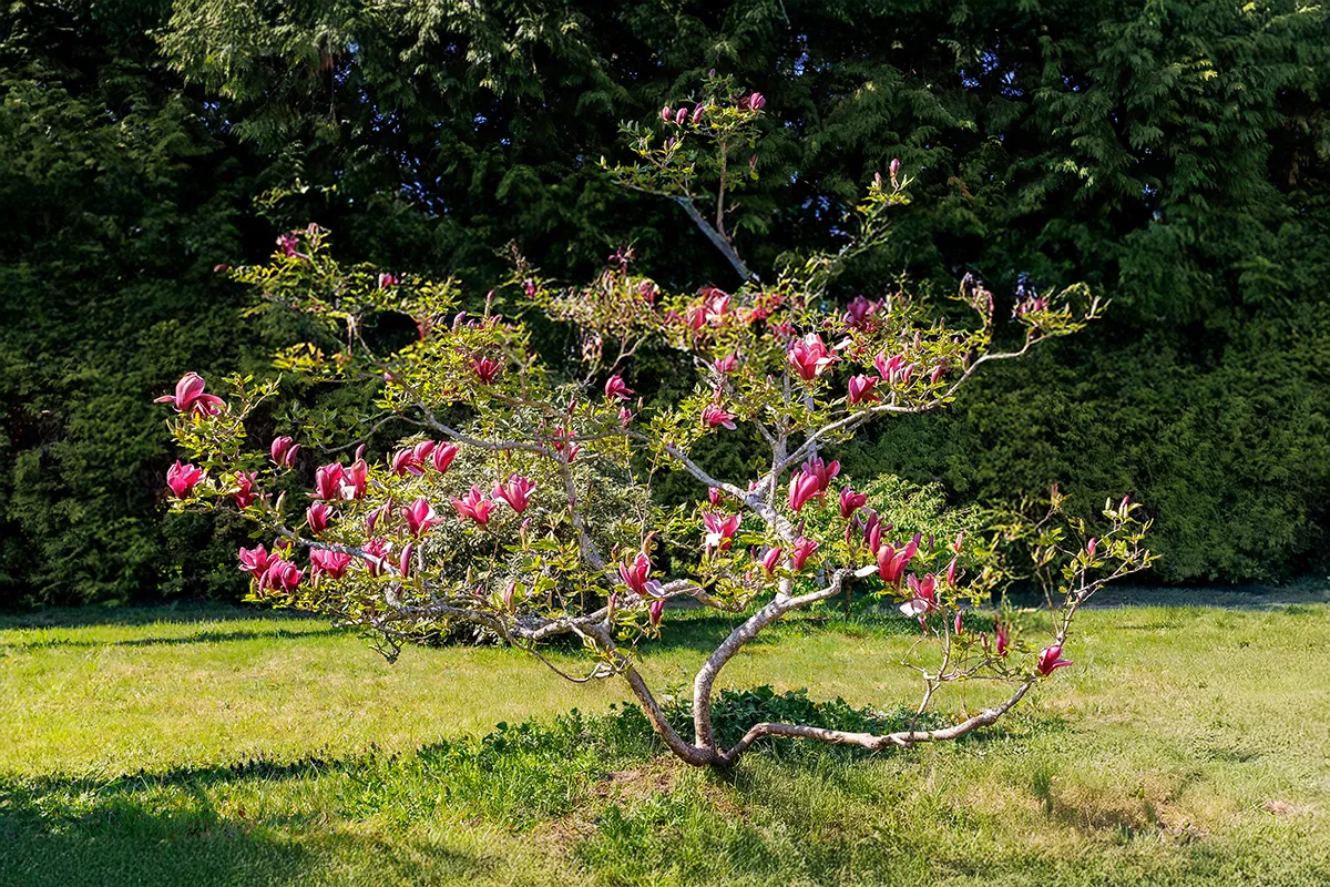 Domaine Des Rochettes Pepiniere A Nantes MALILIGOE1