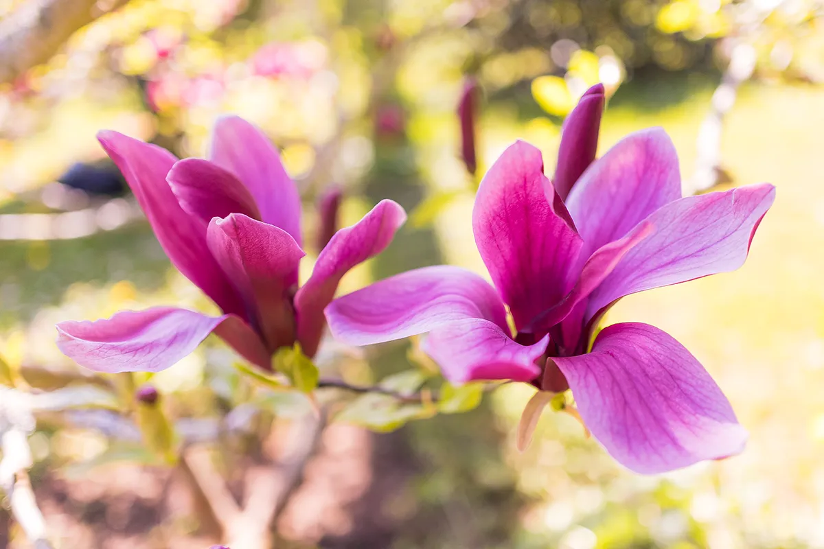 Domaine Des Rochettes Pepiniere A Nantes MALILIGOE2