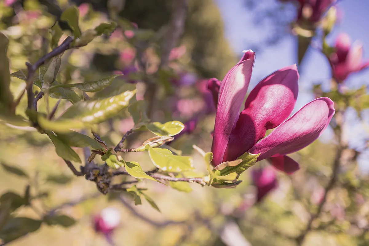 Domaine Des Rochettes Pepiniere A Nantes MALILIGOE3