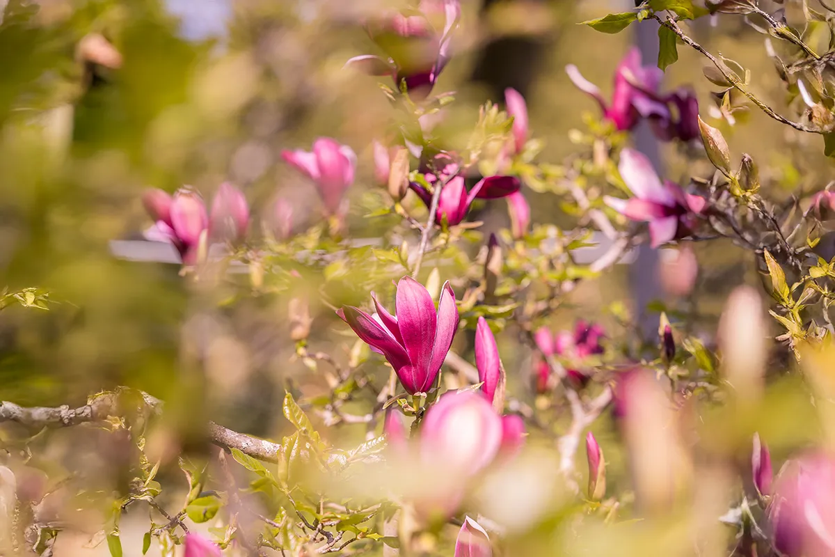 Domaine Des Rochettes Pepiniere A Nantes MALILIGOE4