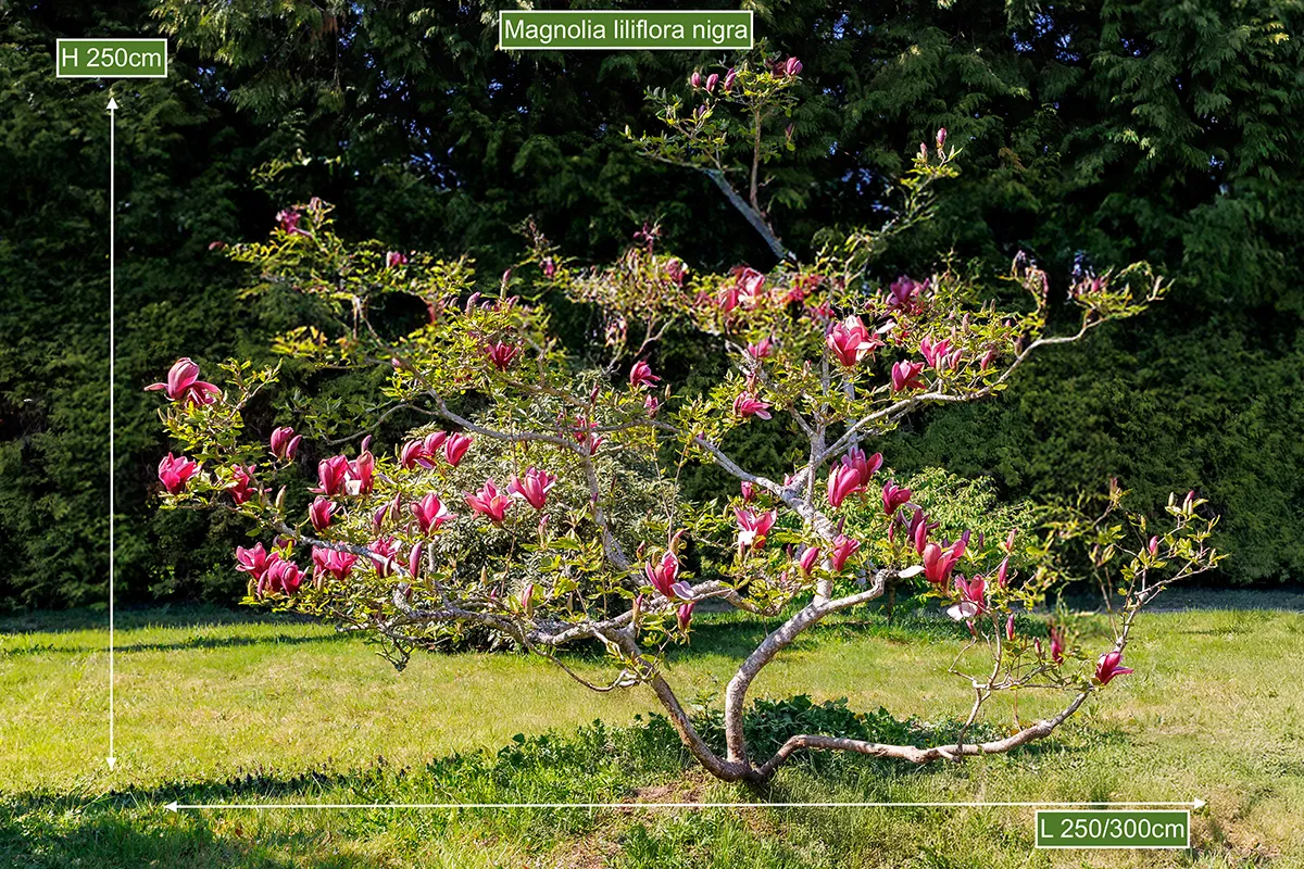 Domaine Des Rochettes Pepiniere A Nantes MALILIGOE5