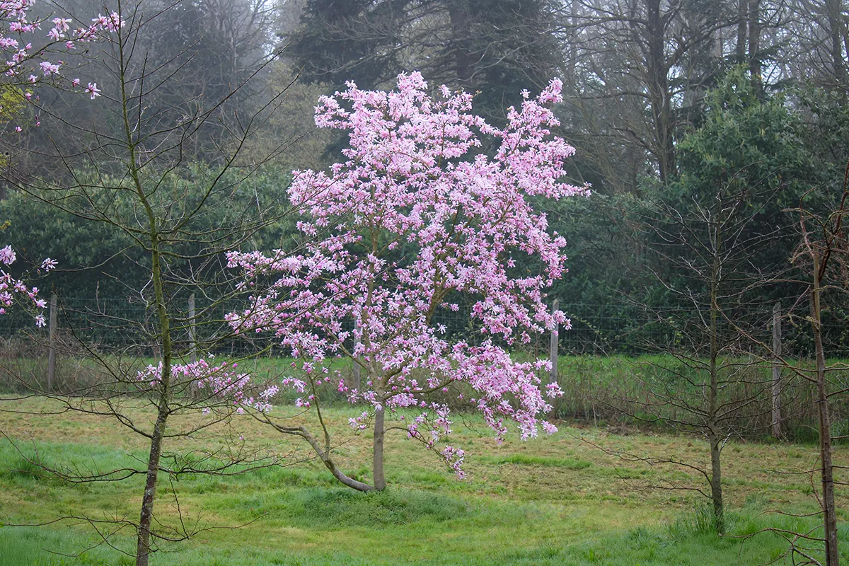 Domaine Des Rochettes Pepiniere A Nantes MAMESSELNE11